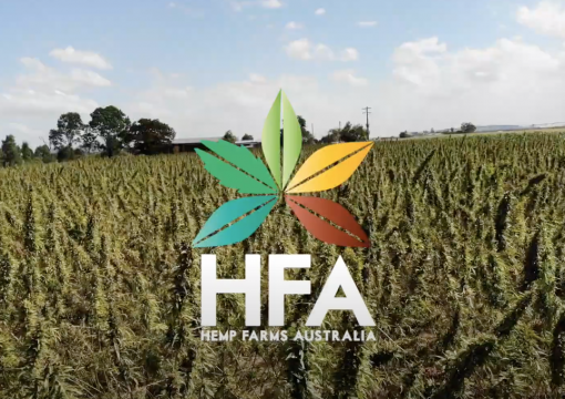 Harvesting Queensland’s Finest: A Look at the Top Yielding Hemp Variety in Action